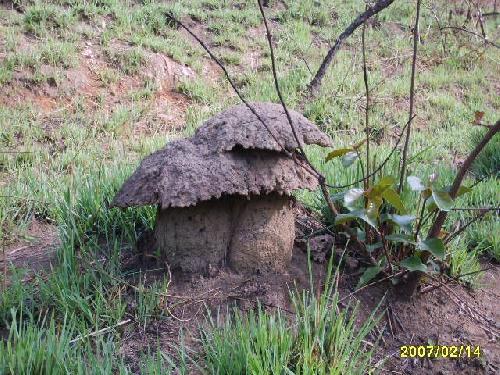 Togo Termitière champignon