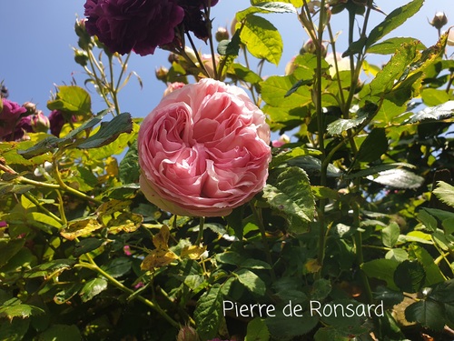 Ronde  des roses  