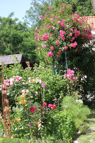 rose fuchsia 'Gîte de France' de Meilland