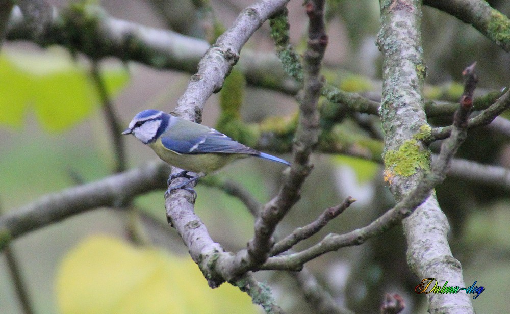 mésange bleu