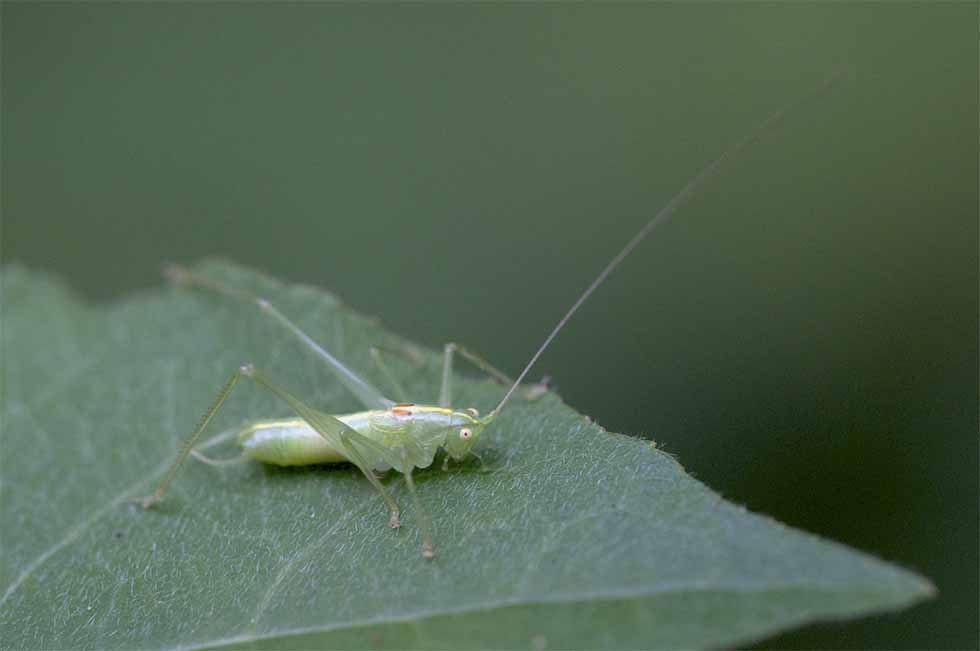 Sauterelle sur feuille