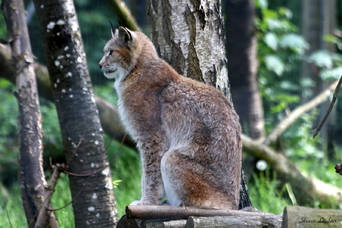 Lynx d'Europe du Nord