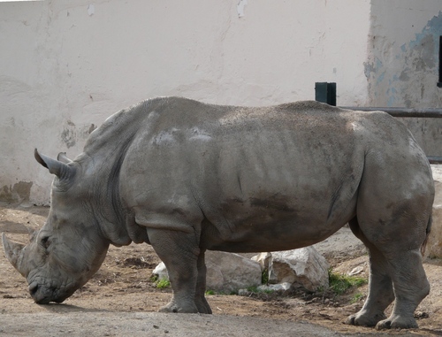 Le rhinocéros...