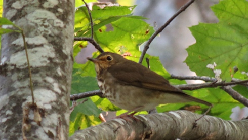 Sommeil oiseau migrateur