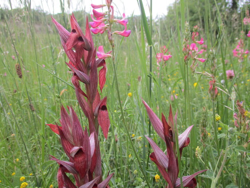 Fleurs rouges