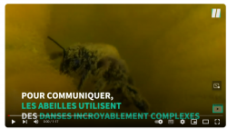 les animaux de la jungle