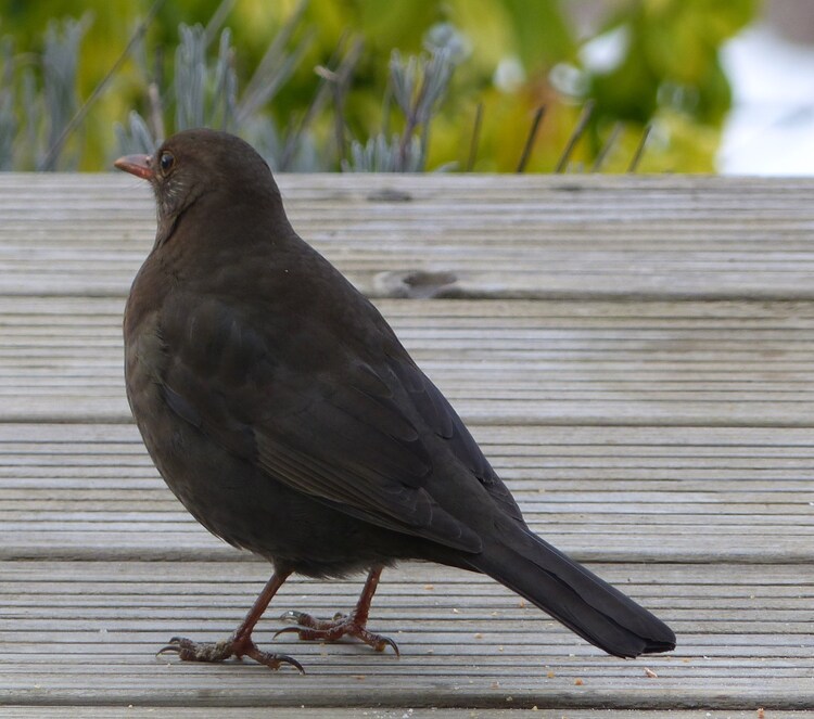 “Tous les oiseaux font de leur mieux ils donnent l’exemple.”