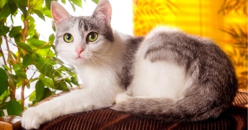 Les chats de plus en plus populaires dans les foyers français
