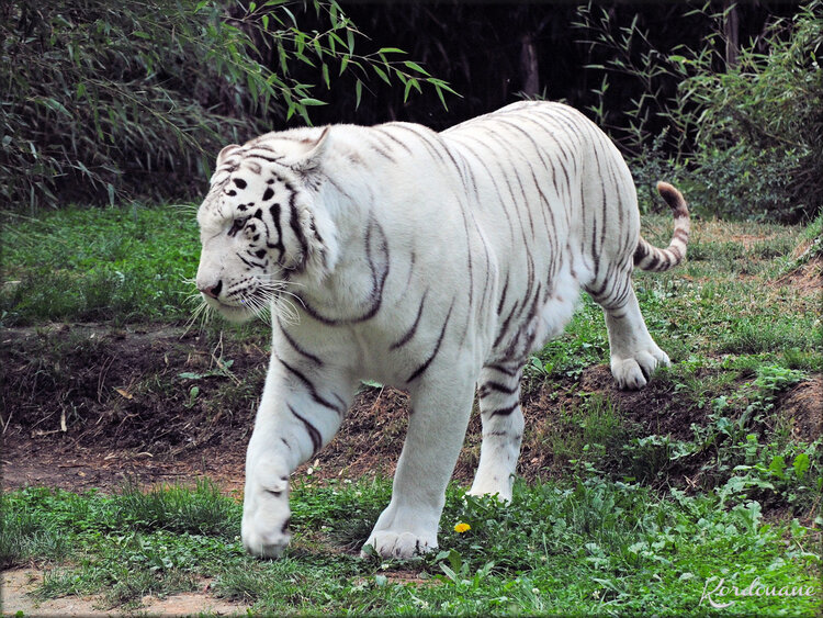 Ades et Rewa les tigres blancs du Zoo de la Flèche