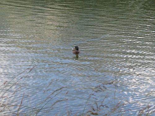 Lac de l'Aulagnier (Saint Bonnet en Champsaur)