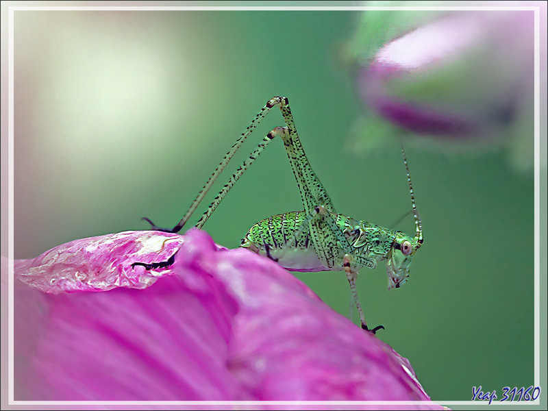 Leptophye ou sauterelle ponctuée, Speckled bush-cricket (Leptophyes punctatissima) - Lartigau - Milhas - 31