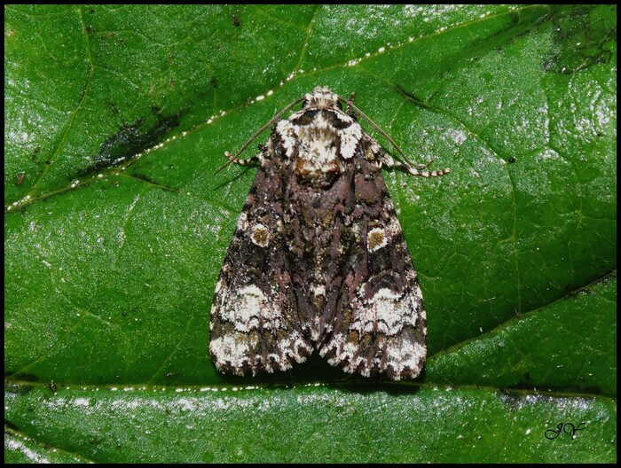 Craniophora ligustri  