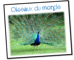 Jeux de français Cycle 2