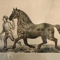 Cheval Percheron