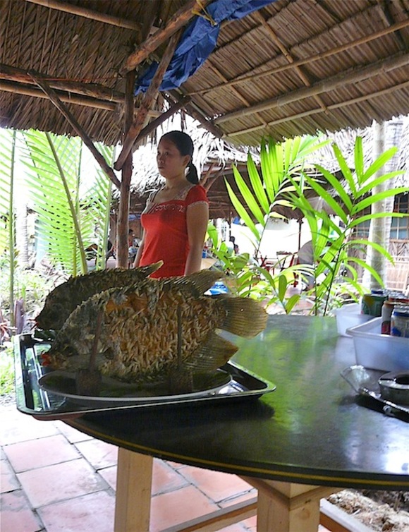 découverte du Vietnam; un poisson au non étrange, oreille d'éléphant