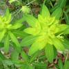 Euphorbe d'Irlande (Euphorbia hyberna)