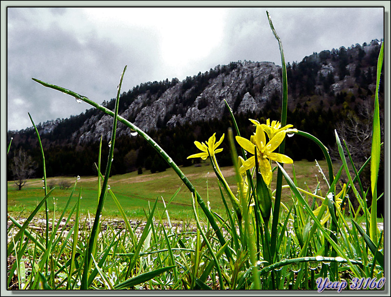 Gagée des champs (Gagea villosa) - Lans-en-Vercors - 38  (Flore) 