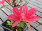 Identification par les fleurs !