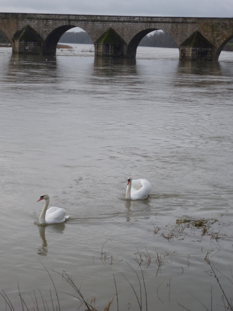 LE  LAC  DES  CYGNES  A  BEAUGENCY