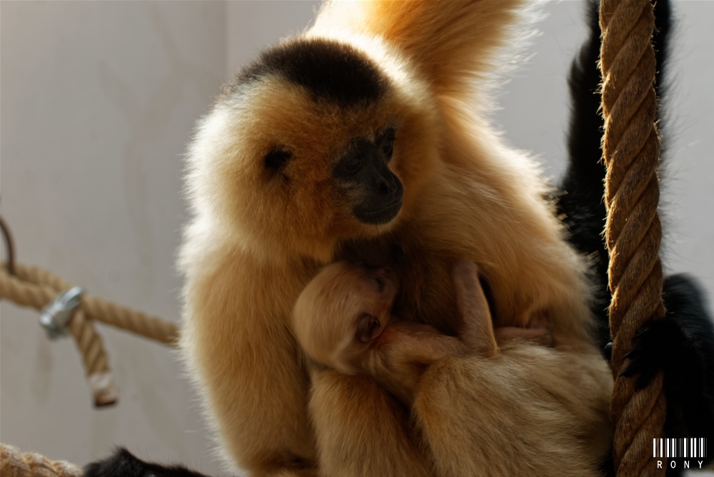 Okki et son petit bout'chou Eko