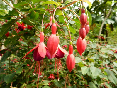 Fuchsia des serres de Meise