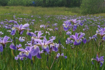 Les iris sauvages ...