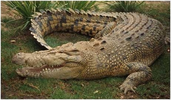 4 - Crocodylus mindorensis