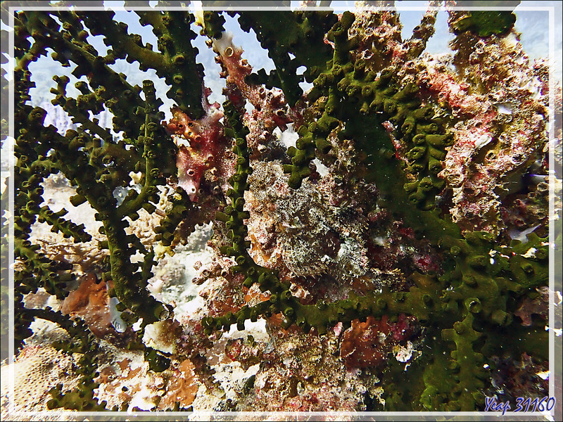 Poisson scorpion du Mozambique, Mozambique scorpionfish (Parascorpaena mossambica) - Betalinjona (2ème Frère) - Nosy Tsarabanjina - Archipel Mitsio - Madagascar