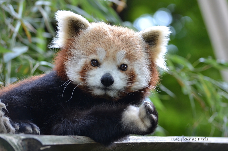 Spécial les 220 ans de la Ménagerie du Jardin des Plantes : Le Panda Roux
