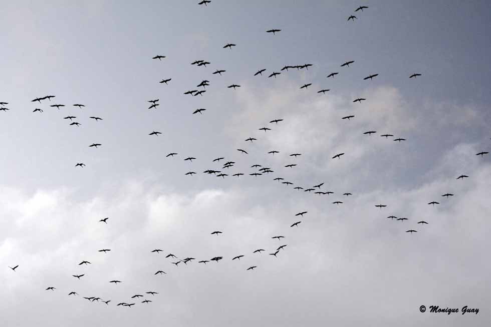 Grues cendrées en ombres chinoises