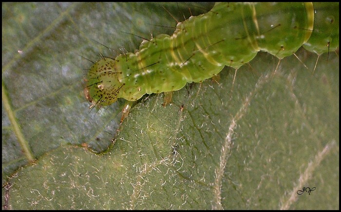 Hypena proboscidalis.