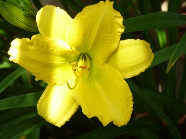 au jardin des senteurs : Symphonie florale ...