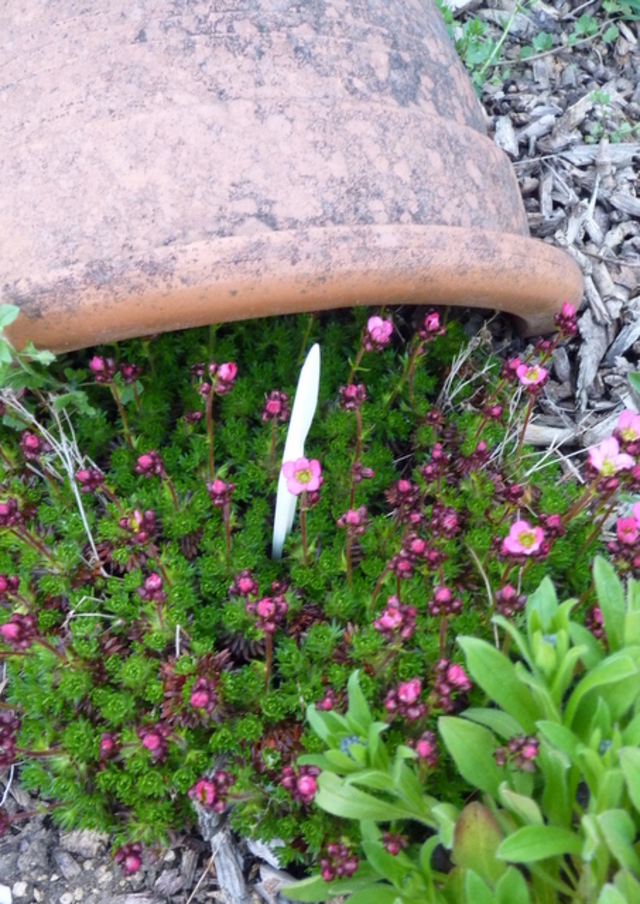 Sedums et autres fleurettes