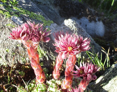 Fleurs roses