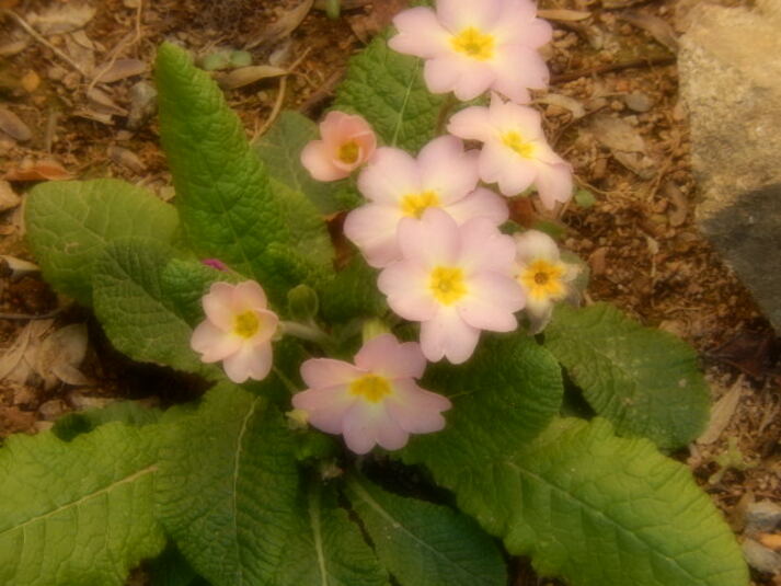 C'est le Printemps  aujourd'hui 20 Mars 2016, jour d'équinoxe