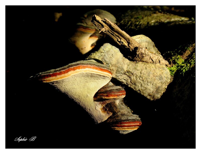 Et si on allait aux champignons ?