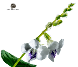 Tube Orchidée blanche et mauve