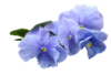 PNG Virágok