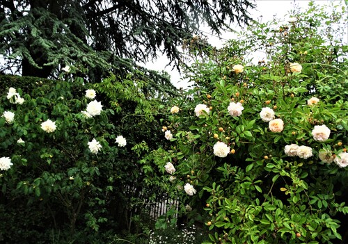 Les roses sont de retour (2ème partie)