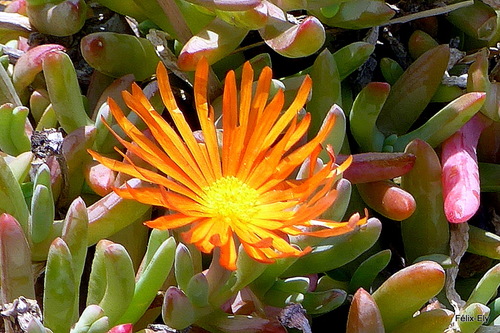 Une fleur orange 