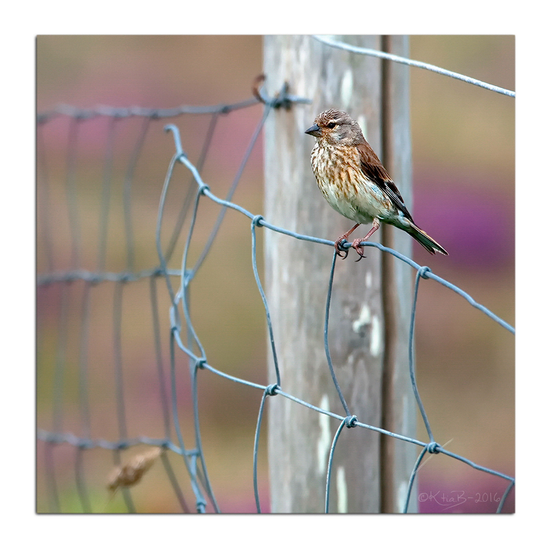 Linotte Mélodieuse ♀