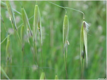 Avoine cultivée