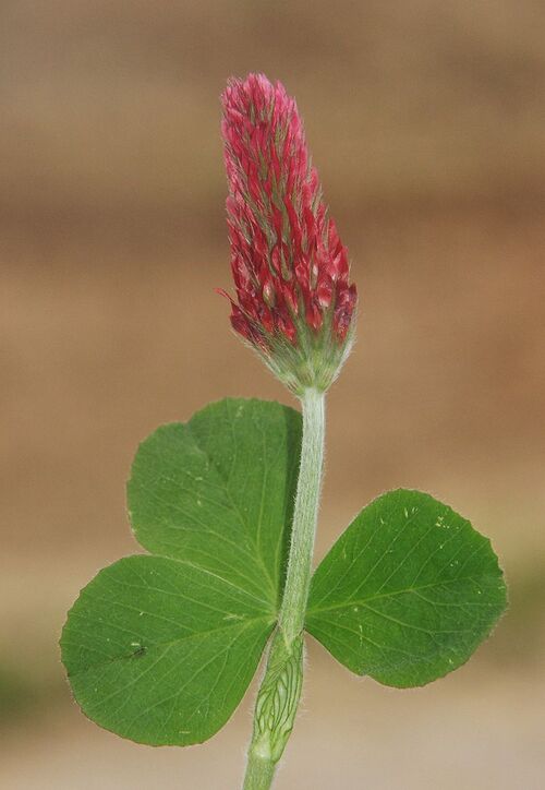 Flore faune, vos participations ....