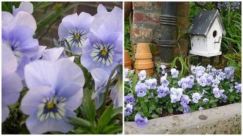 Du bleu au jardin