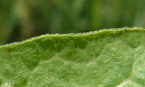 Aristolochia clematitis - aristoloche clématite