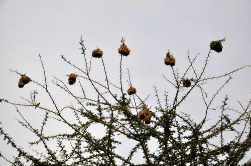 Les tisserands jaunes et leurs nids