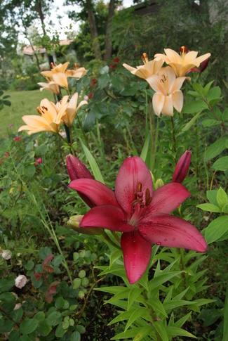 lys hybrides oranges et rouges