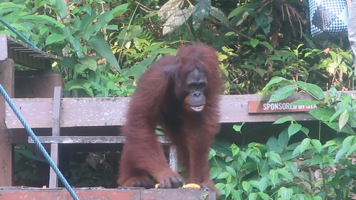 Bornéo - état du Sarawak