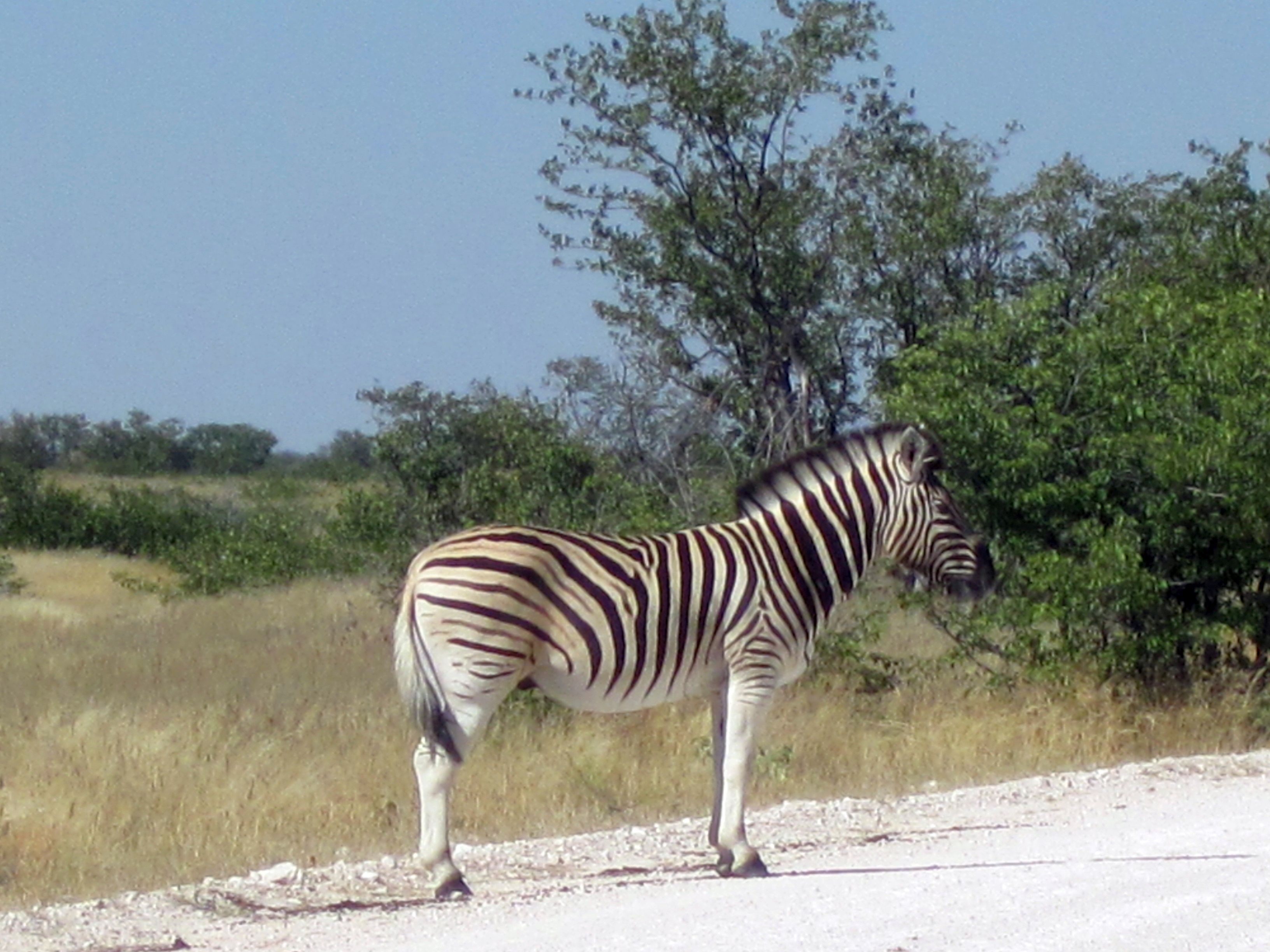 Parc d'Etosha