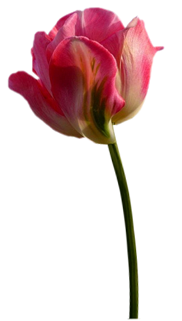 Tubes png tulipes